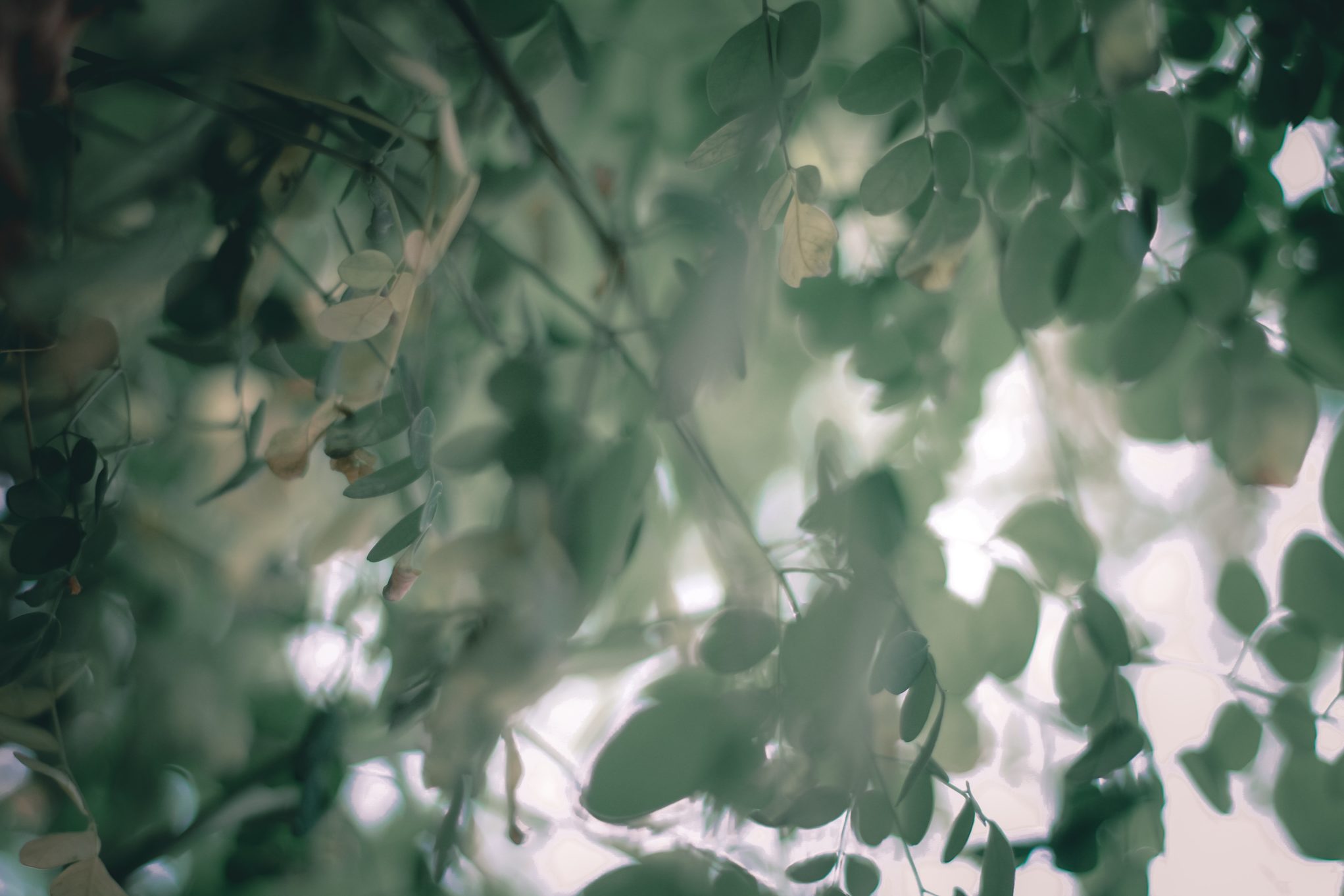 art-summer-texture-garden-4173476